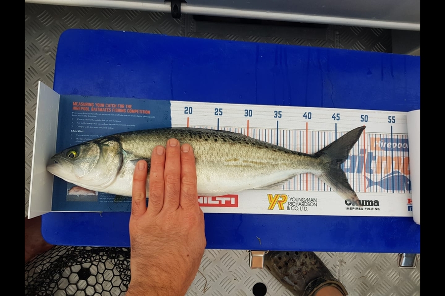 Nick Caulton caught this 45.5cm Kahawai at Cooks beach during The Export NZ Fishing Competition
