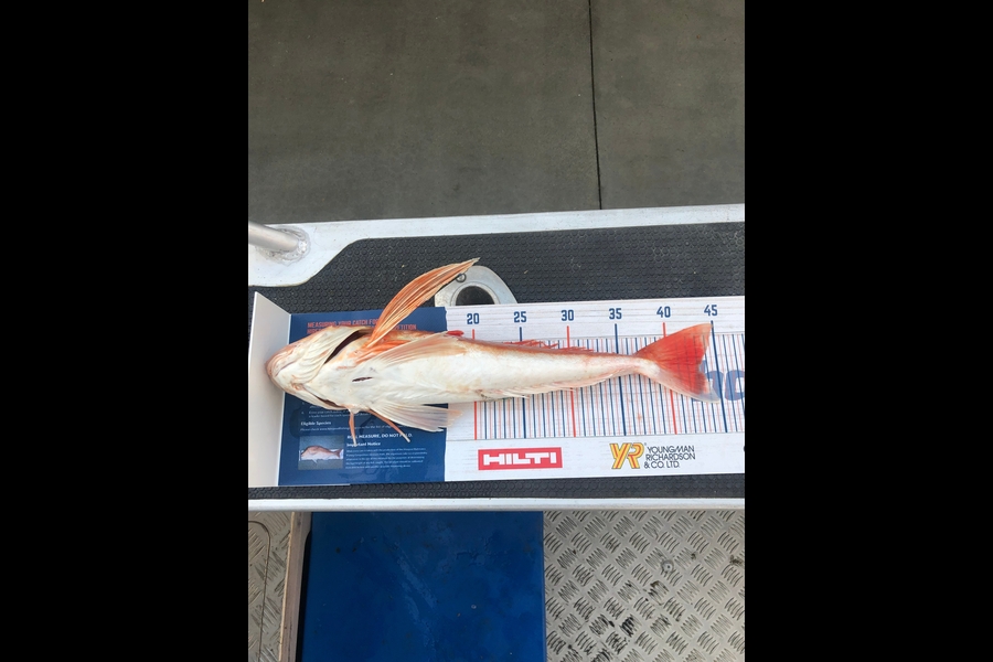 Ethan Leigh caught this 43.0cm Gurnard at Kawhia during The Export NZ Fishing Competition