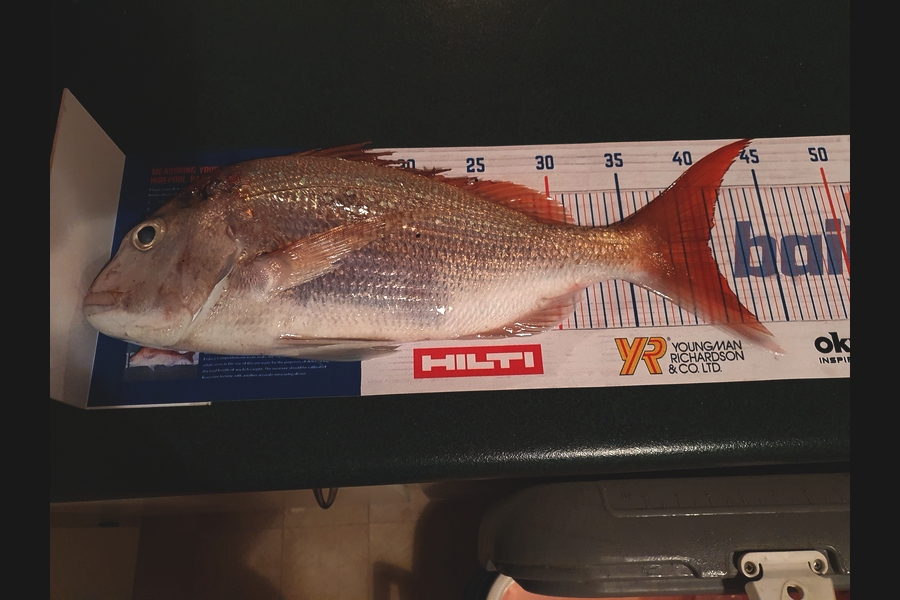 Mandy Martin caught this 40.5cm Snapper at Matapori Bay during The Export NZ Fishing Competition