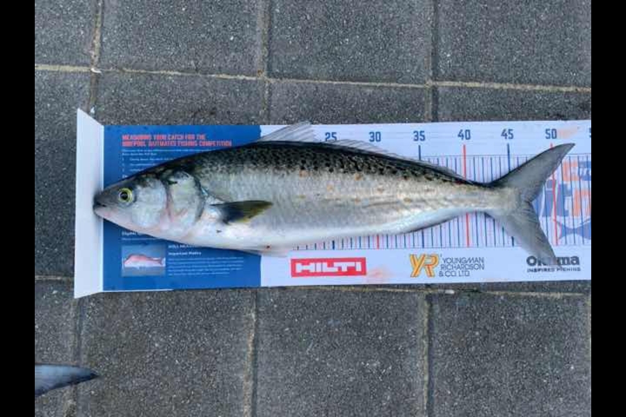 Mark Piskulic caught this 47.0cm Kahawai at Rangiputa during The Export NZ Fishing Competition