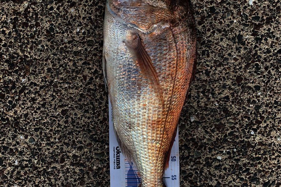 Heindrik Oudshoorn caught this 66cm Snapper at Kauwau during The Export NZ Fishing Competition