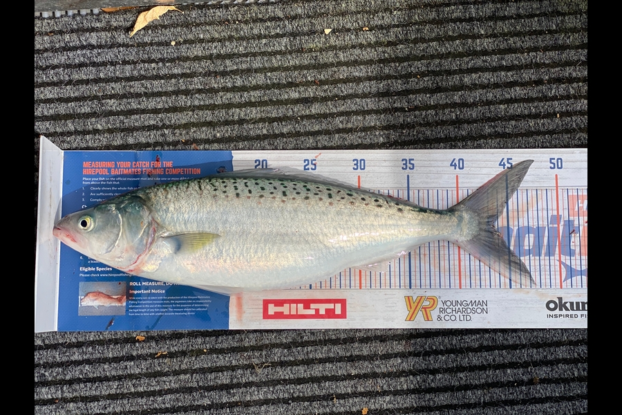 James Laird caught this 43.5cm Kahawai at Tasman Bay during The Export NZ Fishing Competition