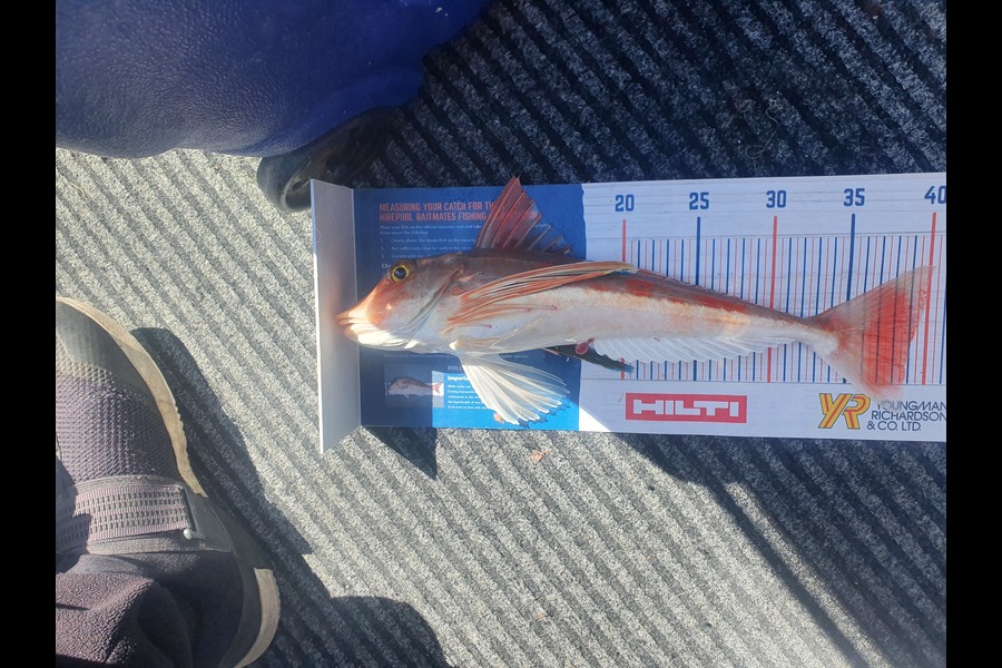 rajneil kumar caught this 38.5cm Gurnard at kawau during The Export NZ Fishing Competition