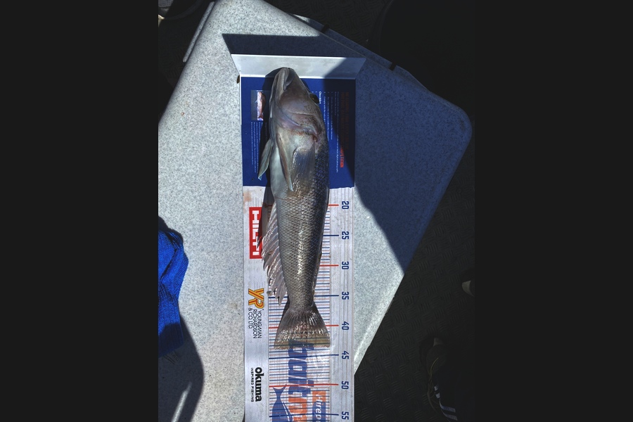 Riaan Hunt caught this 43.5cm Blue Cod at Coromandel during The Export NZ Fishing Competition