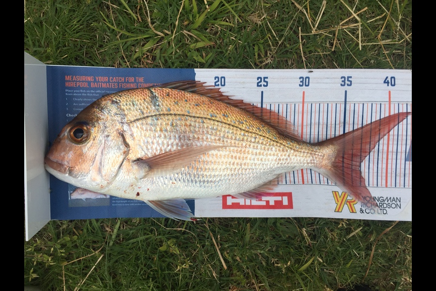 Shawn Beer caught this 36.5cm Snapper at Pauanui  during The Export NZ Fishing Competition