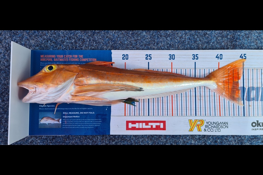 Peter Murcott caught this 44cm Gurnard at Raglan  during The Export NZ Fishing Competition