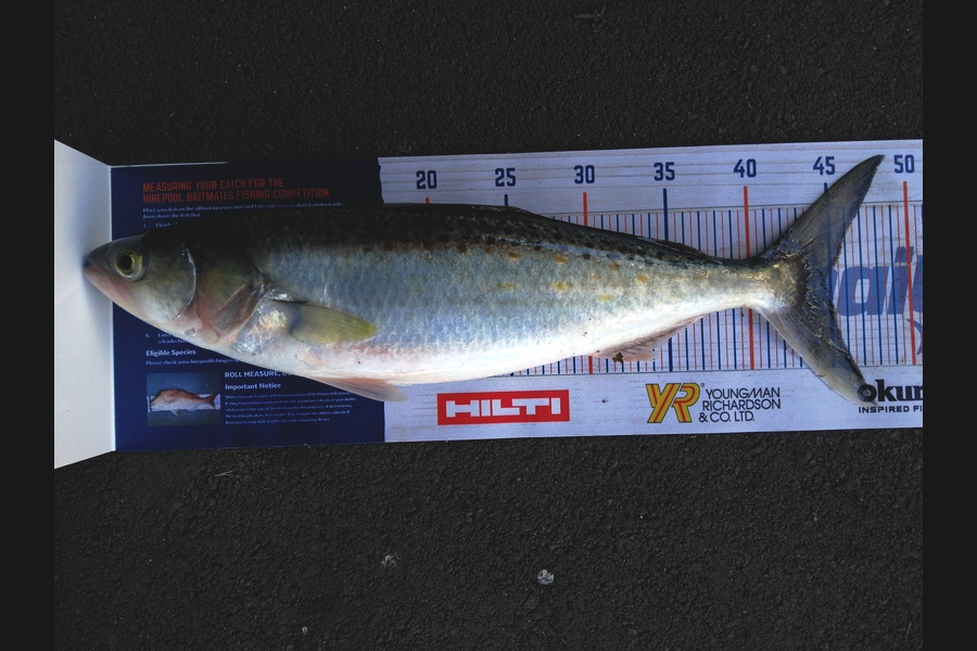 Steve Ryder caught this 44.5cm Kahawai at Manukau harbour  during The Export NZ Fishing Competition