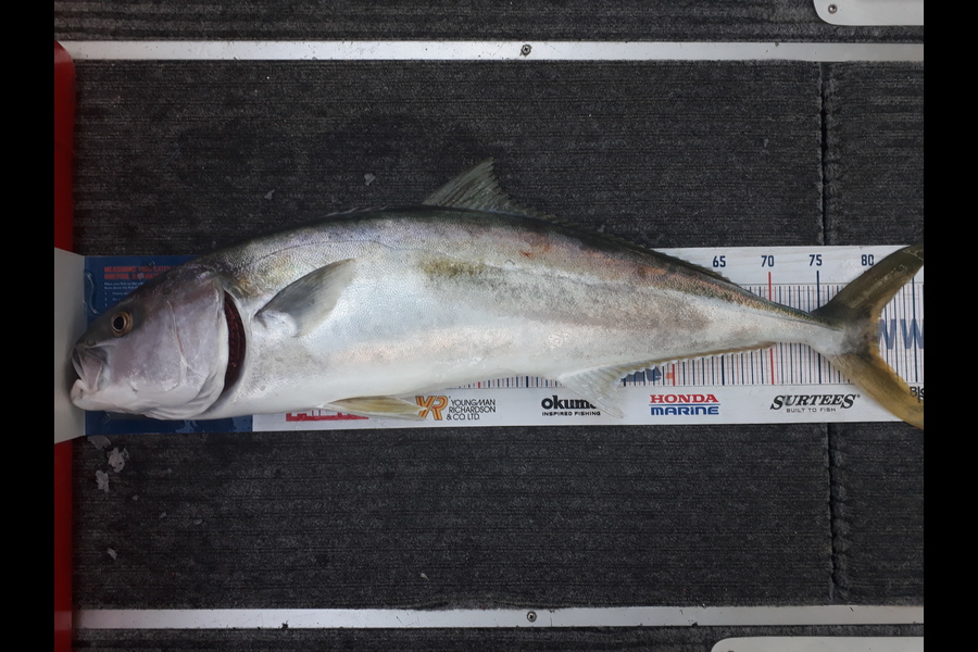Greg Schimanski caught this 81cm Kingfish at Whangaparaoa  during The Export NZ Fishing Competition