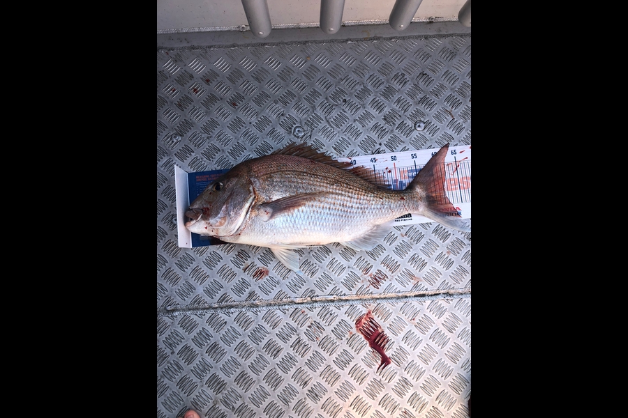 Ethan Leigh caught this 61cm Snapper at Kawhia  during The Export NZ Fishing Competition