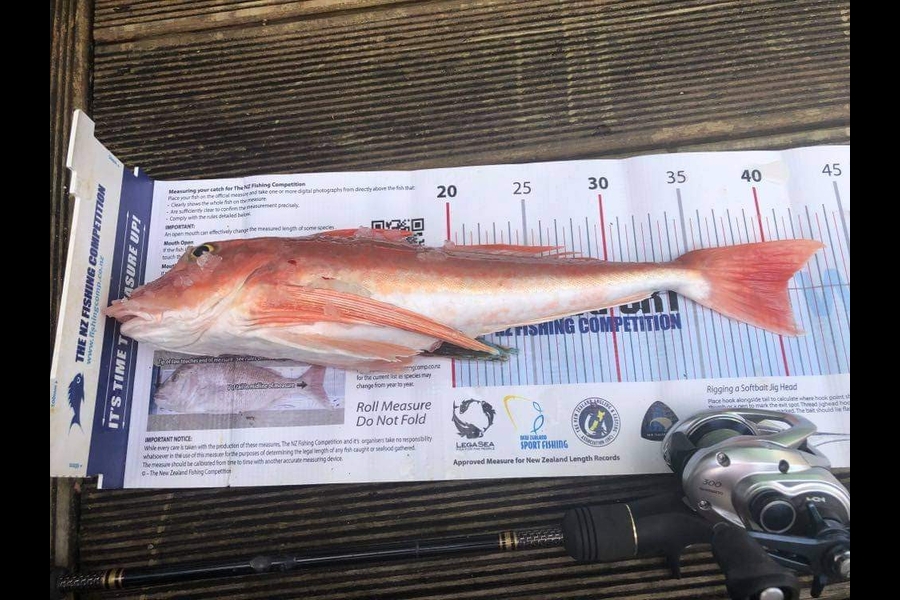 Hayden Markham caught this 40.5cm Gurnard at New plymouth  during The Export NZ Fishing Competition
