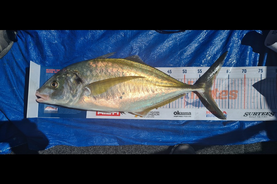 Alton King caught this 58.5cm Trevally at The noiseys during The Export NZ Fishing Competition