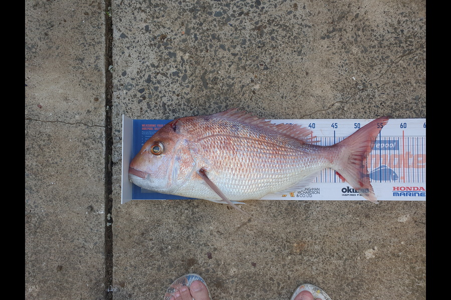 Wayne Lyons caught this 52cm Snapper at Noises during The Export NZ Fishing Competition