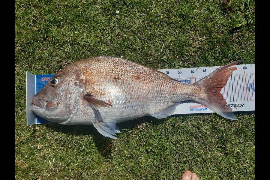 Gavin Logan caught this 70cm Snapper at Oakura  during The Export NZ Fishing Competition