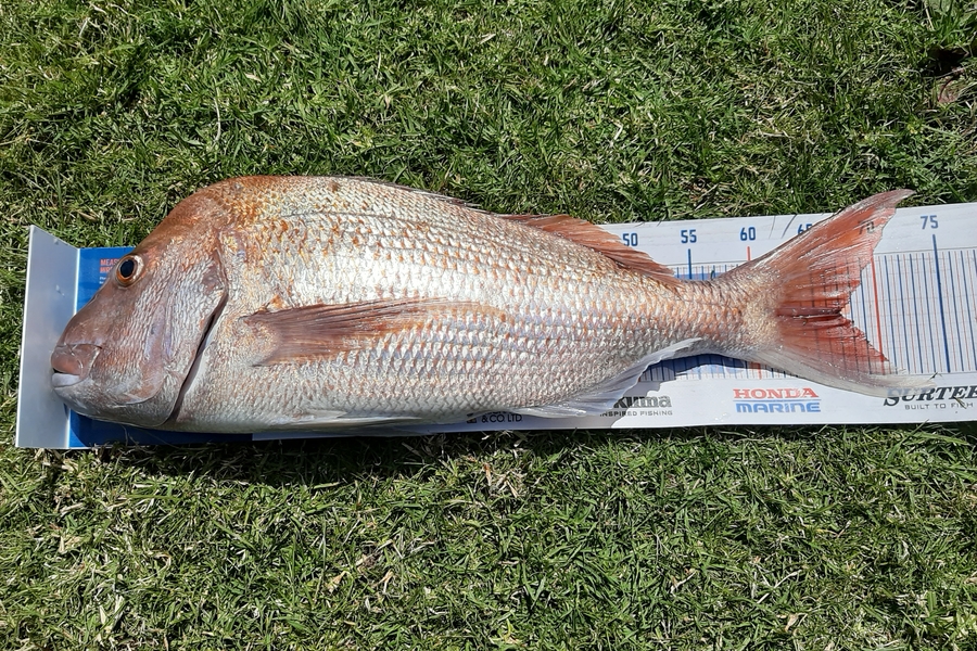 Colin Carroll caught this 66cm Snapper at Oakura  during The Export NZ Fishing Competition