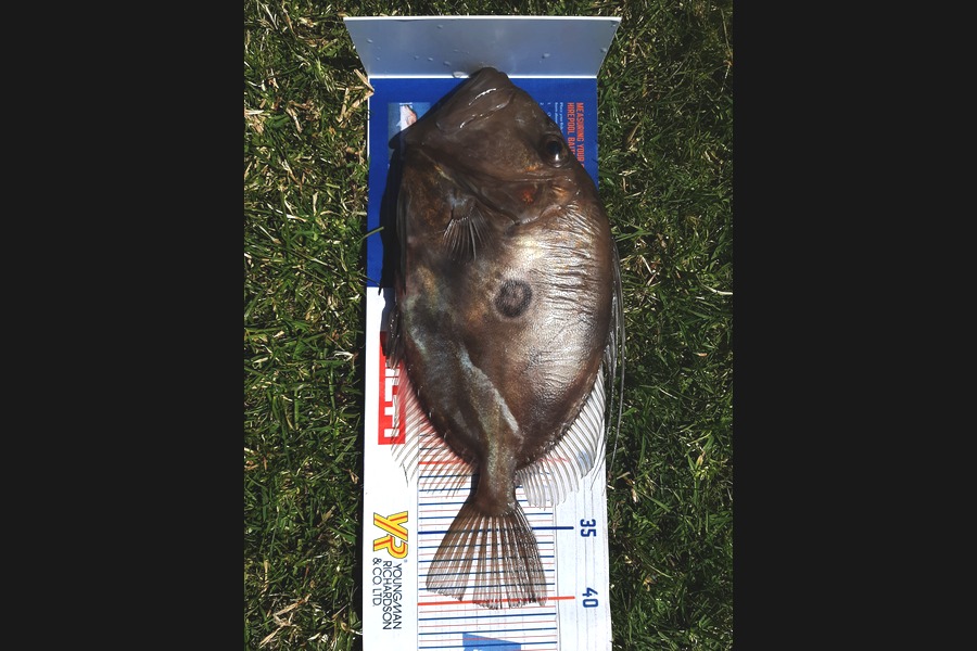 Colin Carroll caught this 40.5cm John Dory at Oakura  during The Export NZ Fishing Competition