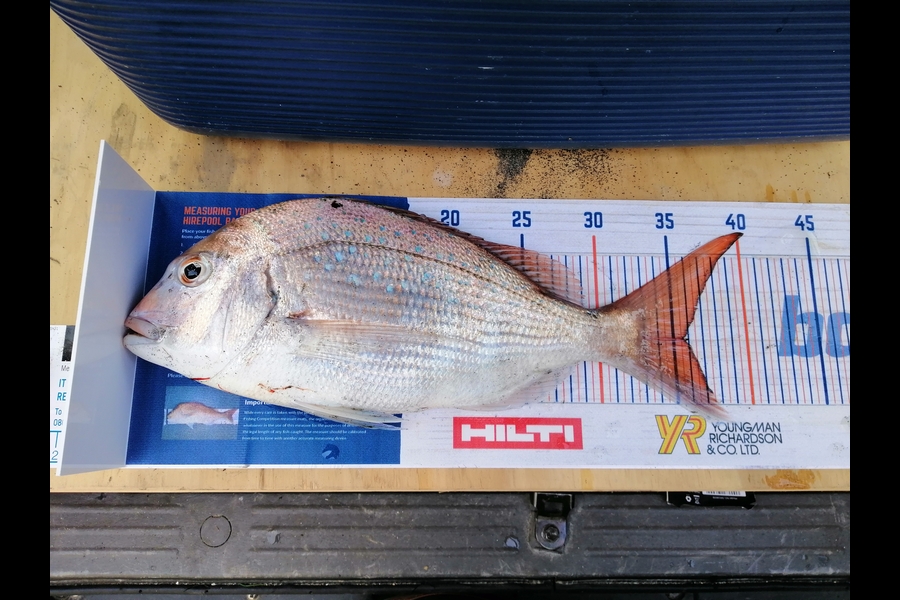 Shayne Mckenzie caught this 35.5cm Snapper at Mokau during The Export NZ Fishing Competition