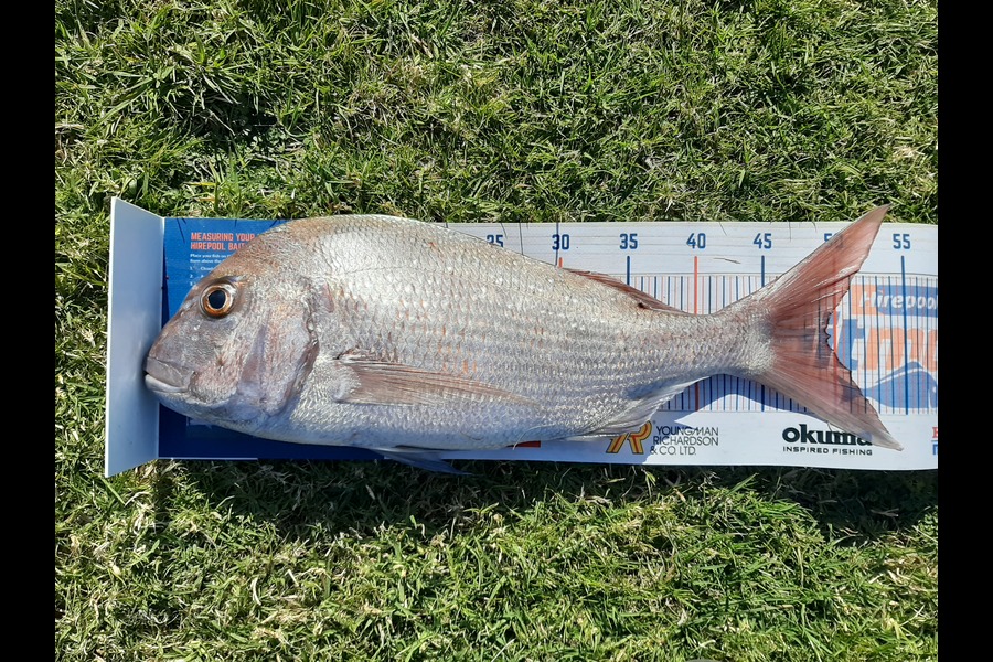 Colin Carroll caught this 49.5cm Snapper at Oakura  during The Export NZ Fishing Competition