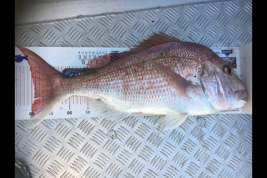 garry ng caught this 59cm Snapper at Gannet rock  during The Export NZ Fishing Competition