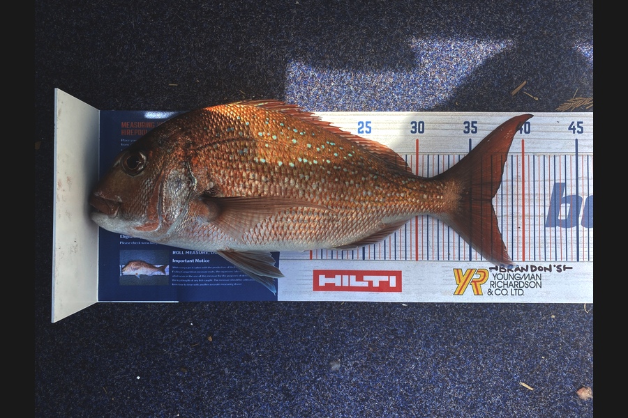 Kellie Hull caught this 37cm Snapper at Bay of islands  during The Export NZ Fishing Competition