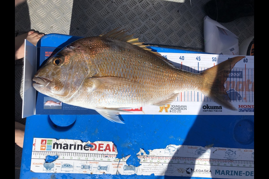 Aaron Meyer caught this 53cm Snapper at Motoura during The Export NZ Fishing Competition