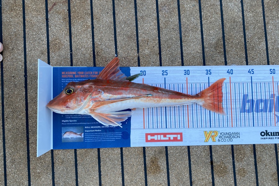 Paul McKnight caught this 38cm Gurnard at Raglan during The Export NZ Fishing Competition