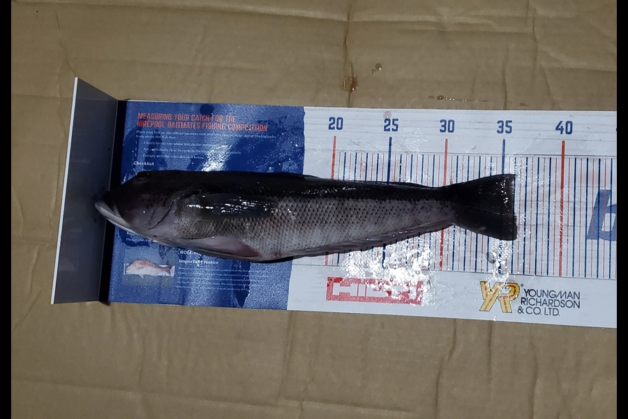 Sabin Arackal caught this 35.5cm Blue Cod at little barrier during The Export NZ Fishing Competition