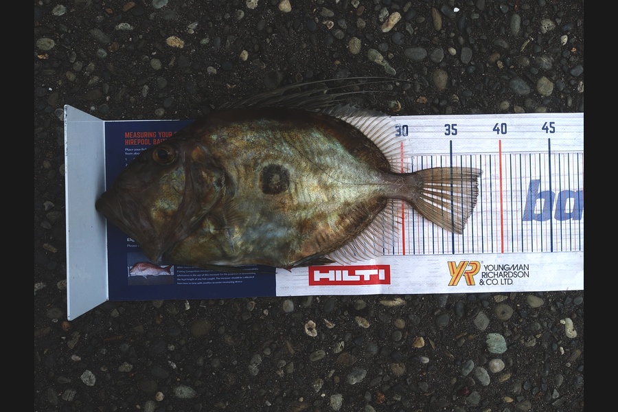 Ross Brown caught this 37.5cm John Dory at Bay of Plenty during The Export NZ Fishing Competition
