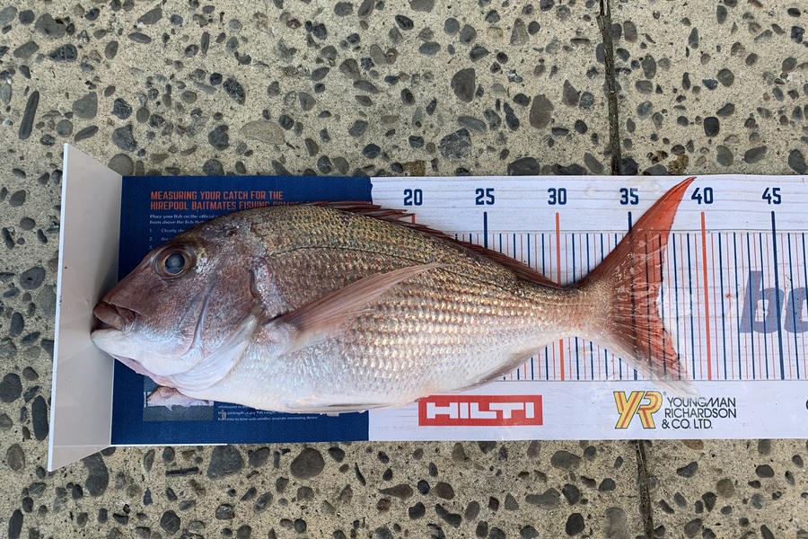 Colin Petrie caught this 36.5cm Snapper at Noises , Auckland  during The Export NZ Fishing Competition