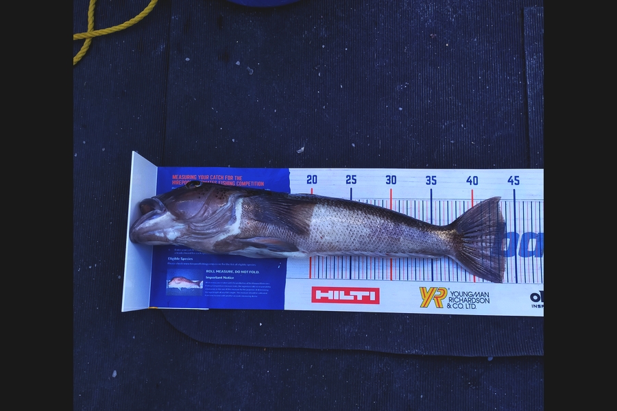 Mike Garton caught this 43.5cm Blue Cod at Little Barrier during The Export NZ Fishing Competition
