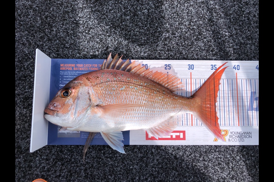 arryn hill caught this 35cm Snapper at Tauranga during The Export NZ Fishing Competition