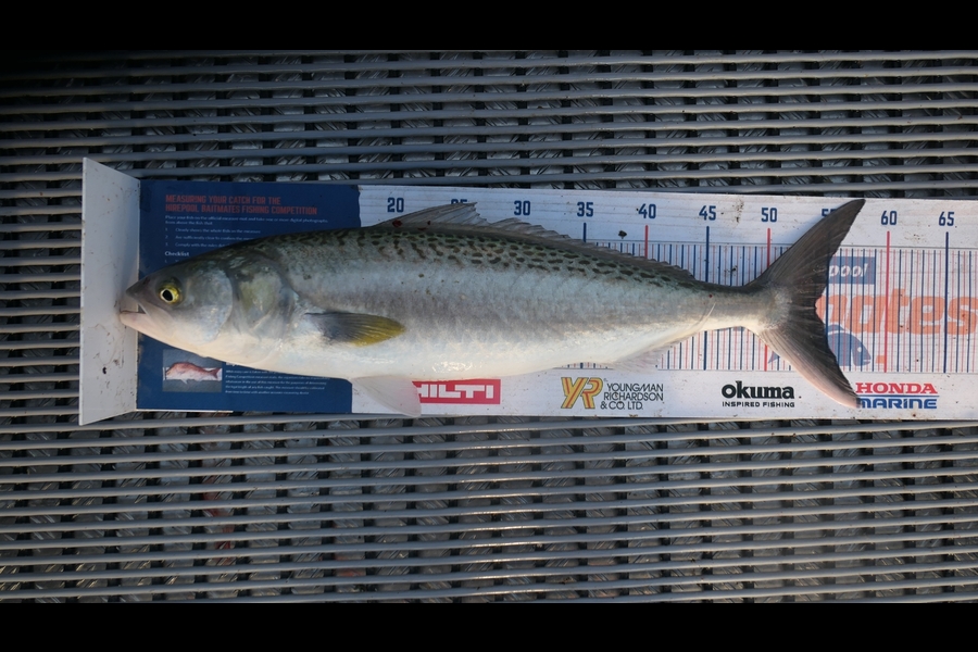 Jayden Emtage caught this 54cm Kahawai at Kaipara harbour during The Export NZ Fishing Competition