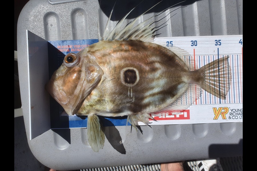 Mandy Martin caught this 37.5cm John Dory at Matapori Bay during The Export NZ Fishing Competition