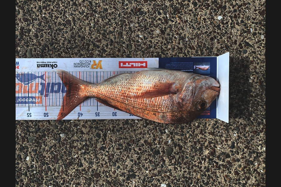 Heindrik Oudshoorn caught this 44cm Snapper at Hauraki during The Export NZ Fishing Competition
