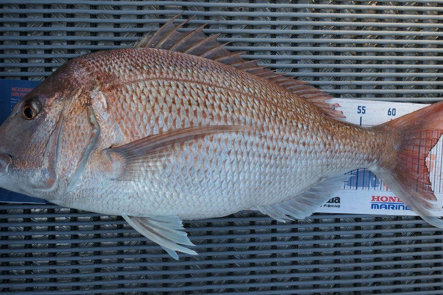 Jayden Emtage caught this 66cm Snapper at Kaipara harbour during The Export NZ Fishing Competition