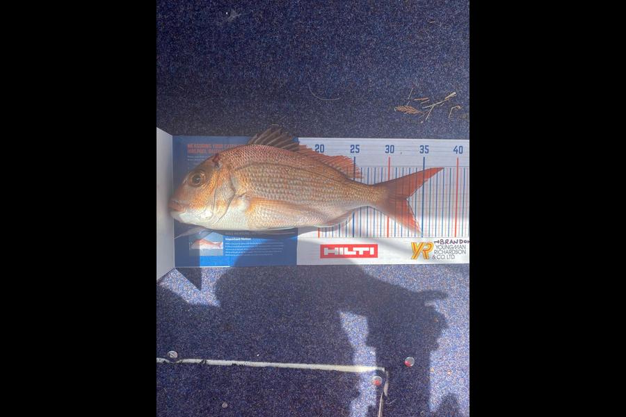 Mike O'Hearn caught this 32.5cm Snapper at Bay of Islands during The Export NZ Fishing Competition