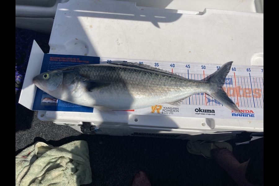 Ashley Hickman caught this 55.5cm Kahawai at Gannet rock  during The Export NZ Fishing Competition