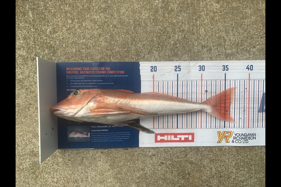 Shaun Miles caught this 36cm Gurnard at Manukau during The Export NZ Fishing Competition