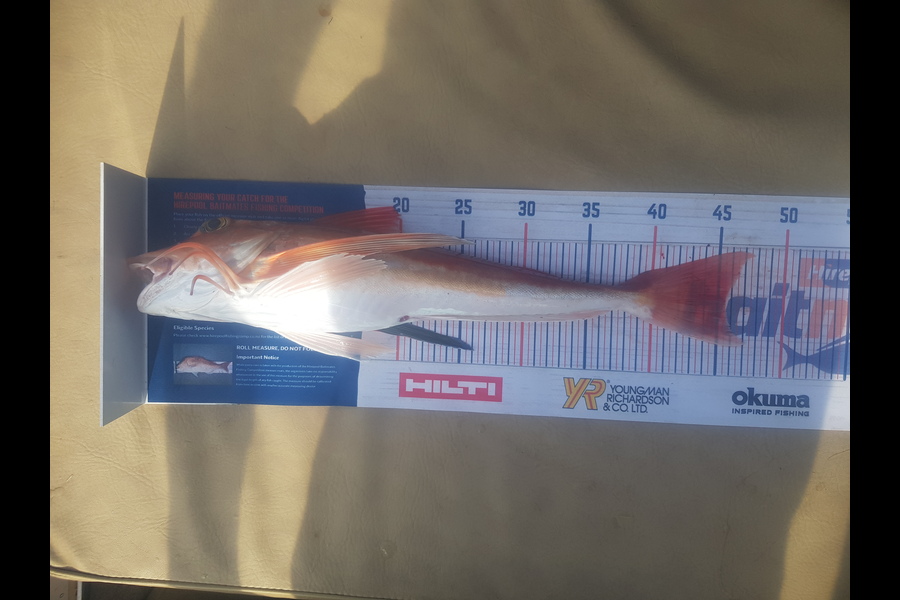Johnathan Trevathan caught this 45.5cm Gurnard at Hawkes bay during The Export NZ Fishing Competition