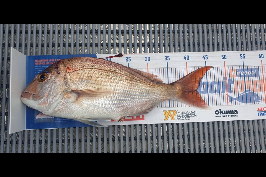 Suzanne Barker caught this 42.0cm Snapper at Whiritoa during The Export NZ Fishing Competition
