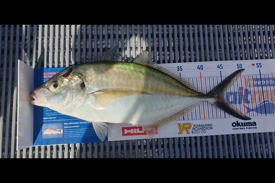 Jim Barker caught this 45cm Trevally at Whangamata  during The Export NZ Fishing Competition
