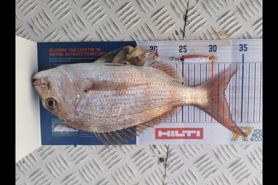 Peter Barker caught this 32.0cm Snapper at Whangamata during The Export NZ Fishing Competition