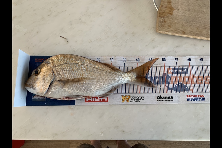 Ben Nielsen caught this 42.0cm Snapper at Kawakawa Bay during The Export NZ Fishing Competition