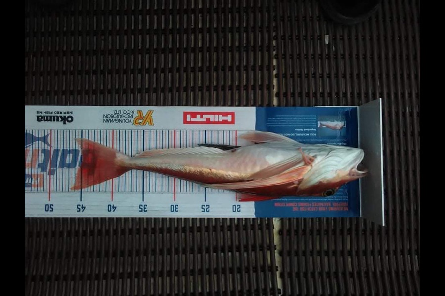 Trent Barrett caught this 45cm Gurnard at Napier  during The Export NZ Fishing Competition