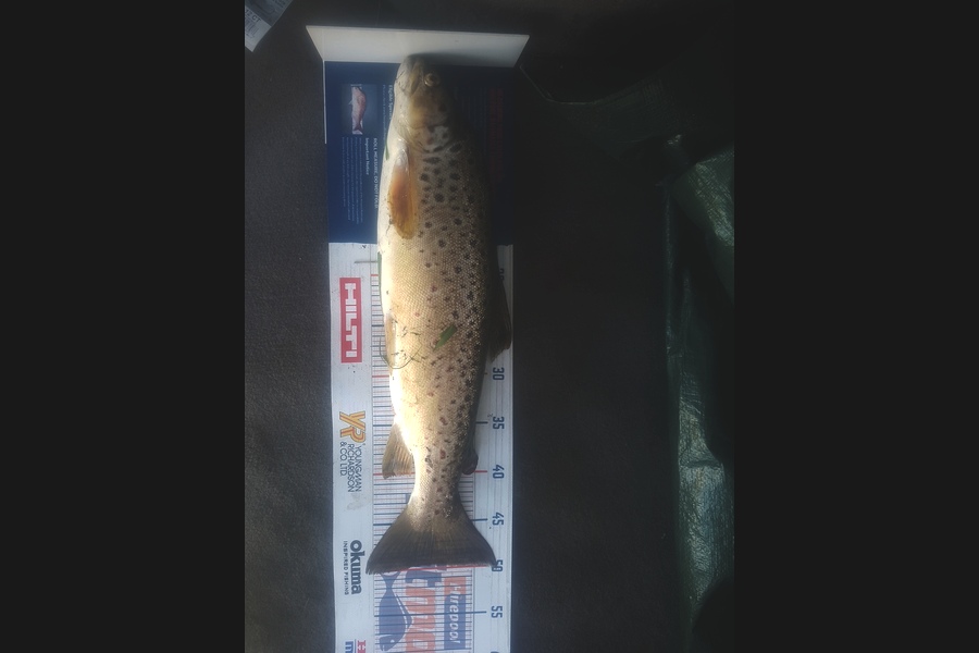 Hayden Walker caught this 49.5cm Trout at Taranaki during The Export NZ Fishing Competition