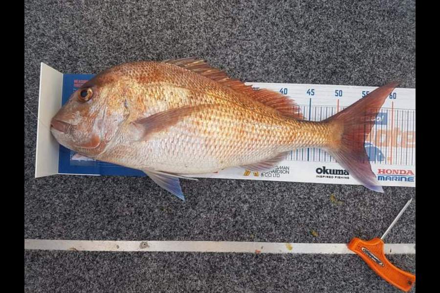 Duncan  johnson caught this 55cm Snapper at Alderman island's  during The Export NZ Fishing Competition