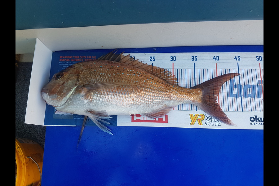 Mary Norris caught this 39.5cm Snapper at Alderman Islands during The Export NZ Fishing Competition