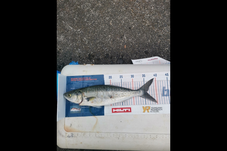 Andre Zowitzkey caught this 36cm Kahawai at Whangaparaoa  during The Export NZ Fishing Competition