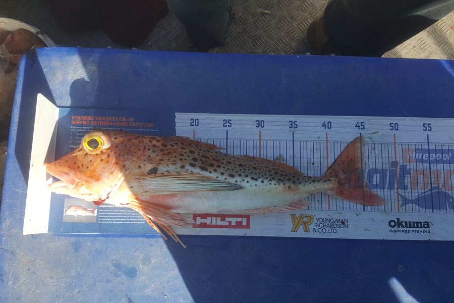Terry Fricker caught this 45.5cm Gurnard at Whangarei  during The Export NZ Fishing Competition