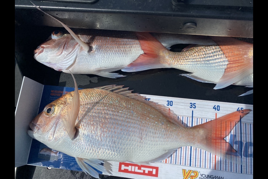Karl Johnson caught this 41.5cm Snapper at Hawkes Bay during The Export NZ Fishing Competition