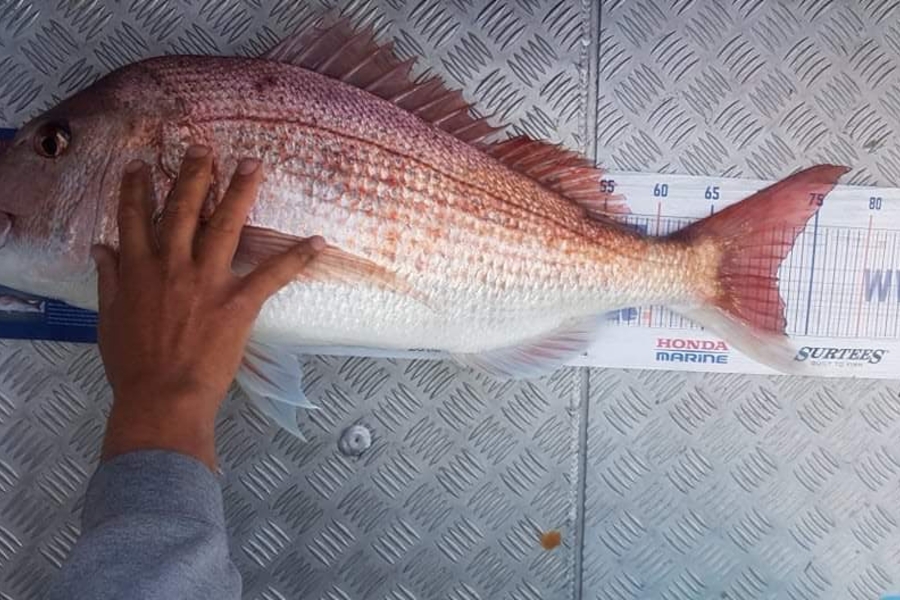 Hona Sergeant caught this 72cm Snapper at Far north  during The Export NZ Fishing Competition